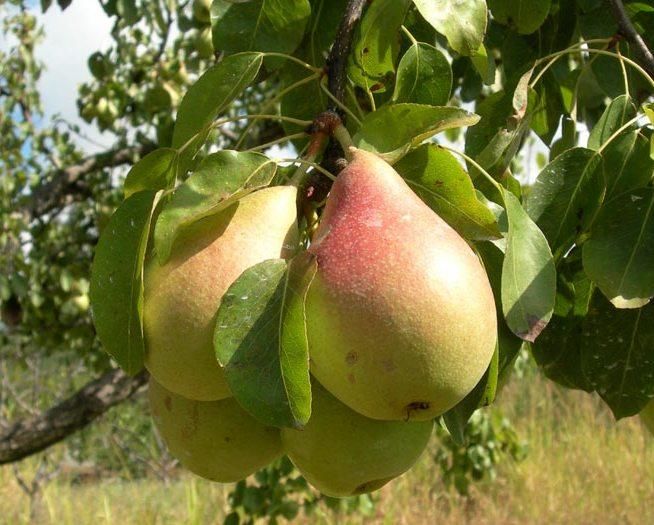 Лесная красавица