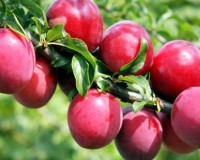Кубанская комета