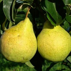Просто Мария