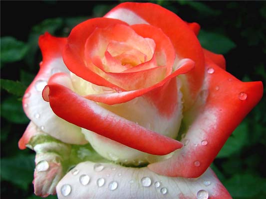 Фото сорт розы керио Фото сорт розы керио